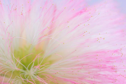 Picture of MIMOSA TREE BLOSSOM II