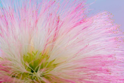 Picture of MIMOSA TREE BLOSSOM III