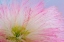 Picture of MIMOSA TREE BLOSSOM III