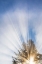 Picture of SUNBURST I