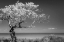 Picture of LONE TREE I