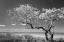 Picture of LONE TREE II