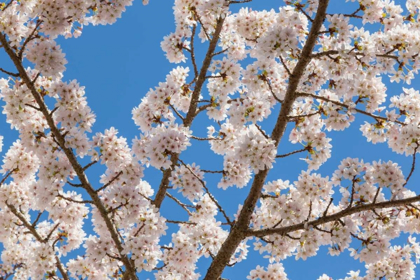 Picture of CHERRIES IN BLOOM I