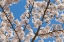 Picture of CHERRIES IN BLOOM I