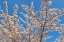 Picture of CHERRIES IN BLOOM II