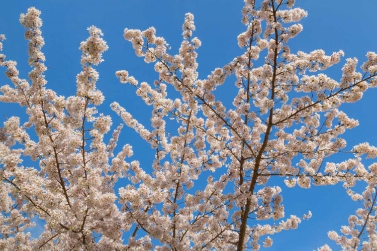 Picture of CHERRIES IN BLOOM II