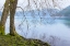 Picture of WINTER ALDERS I