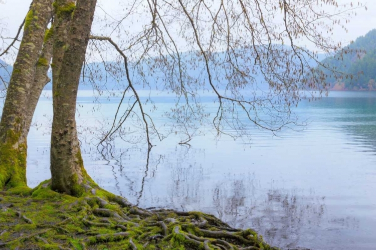 Picture of WINTER ALDERS I