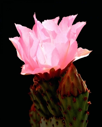 Picture of BEAVER TAIL CACTUS FLOWER