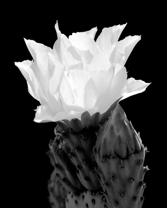 Picture of BEAVER TAIL CACTUS FLOWER BW