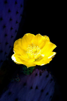 Picture of PRICKLY PEAR CACTUS BLOSSOM