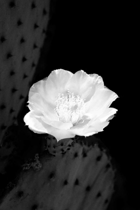 Picture of PRICKLY PEAR CACTUS BLOSSOM BW