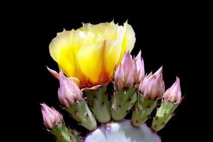 Picture of PRICKLY PEAR BLOSSOM AND BUDS
