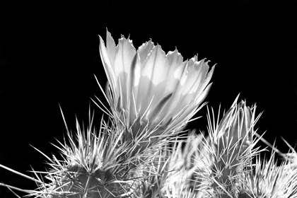 Picture of HEDGEHOG CACTUS FLOWER BW