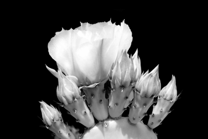 Picture of PRICKLY PEAR BLOSSOM AND BUDS BW