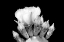 Picture of PRICKLY PEAR BLOSSOM AND BUDS BW