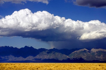 Picture of COOL COLORADO RAIN