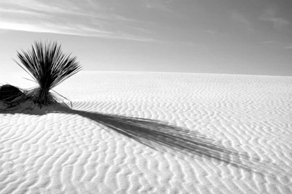 Picture of SHADOWS IN THE SAND I