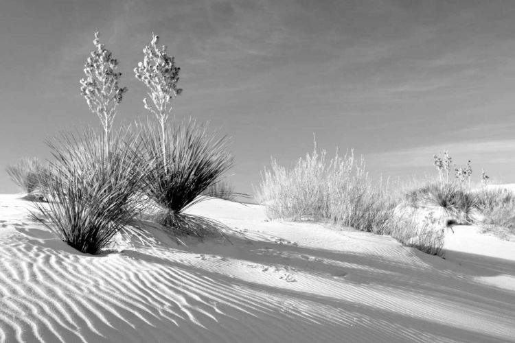 Picture of SHADOWS IN THE SAND II