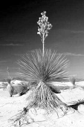 Picture of YUCCA AT WHITE SANDS I