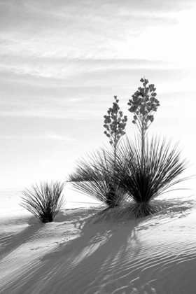 Picture of YUCCA AT WHITE SANDS II