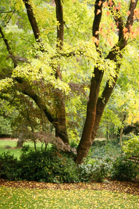 Picture of FALL ABUNDANCE II