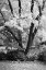 Picture of FALL ABUNDANCE II B AND W