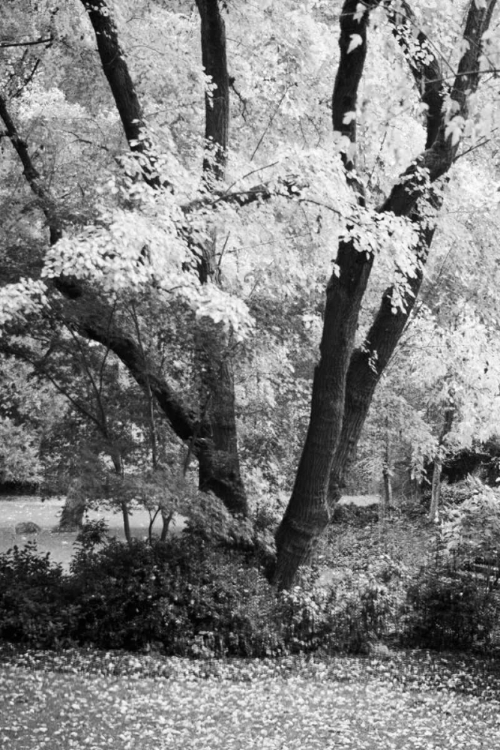 Picture of FALL ABUNDANCE II B AND W