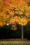 Picture of FALL ABUNDANCE IX