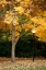 Picture of FALL ABUNDANCE X