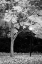 Picture of FALL ABUNDANCE X B AND W
