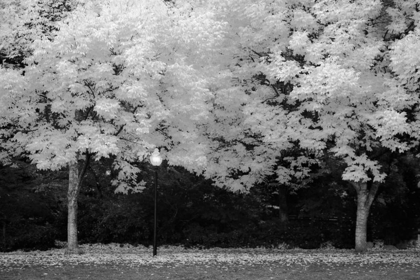 Picture of FALL ABUNDANCE V B AND W