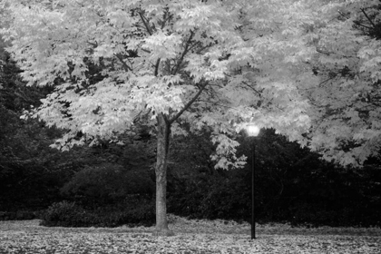 Picture of FALL ABUNDANCE VI B AND W