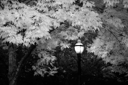 Picture of FALL ABUNDANCE VII B AND W