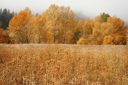 Picture of FIELD OF GOLD I