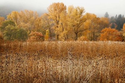 Picture of FIELD OF GOLD II