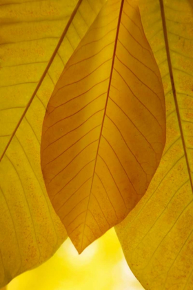 Picture of GOLDEN LEAFS I