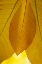 Picture of GOLDEN LEAFS I