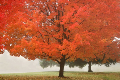 Picture of FALL BEAUTY I
