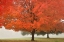 Picture of FALL BEAUTY I