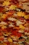 Picture of FALL MANDALA III