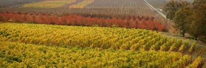 Picture of VINEYARD