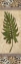 Picture of LEOPARD PALM LEAF II