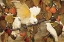 Picture of PERSIMMONS AND COCKATOOS