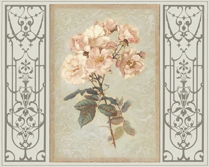 Picture of HERITAGE ROSES II