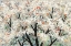 Picture of PEAR BLOSSOMS IN SPRING