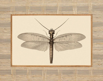 Picture of DELICATE DANCER II