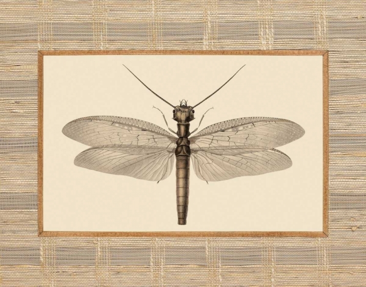 Picture of DELICATE DANCER II