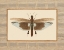 Picture of DELICATE DANCER IV