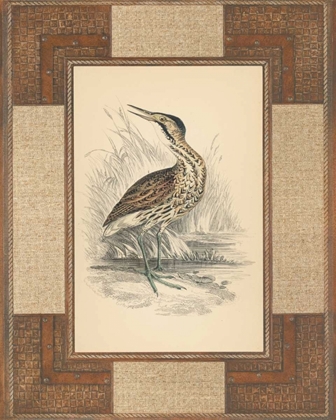 Picture of MARSHLAND BITTERN